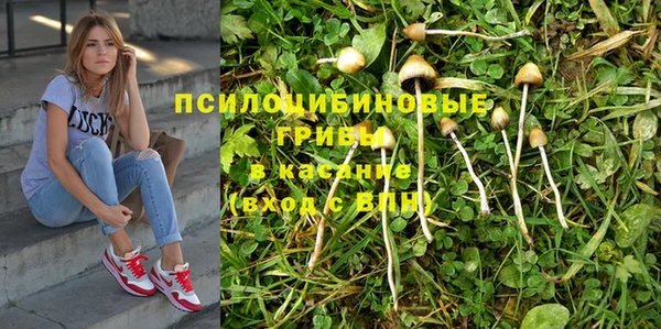 стафф Арсеньев